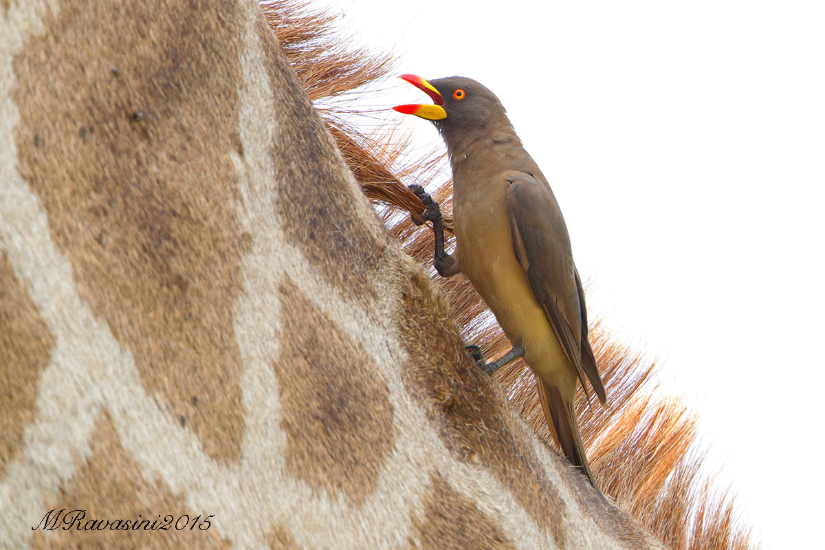 Bufaga beccogiallo al lavoro su Giraffa