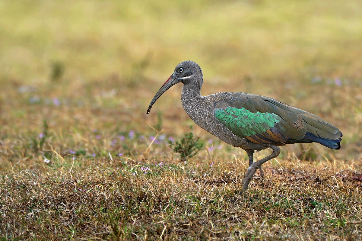 Ibis Hadeda