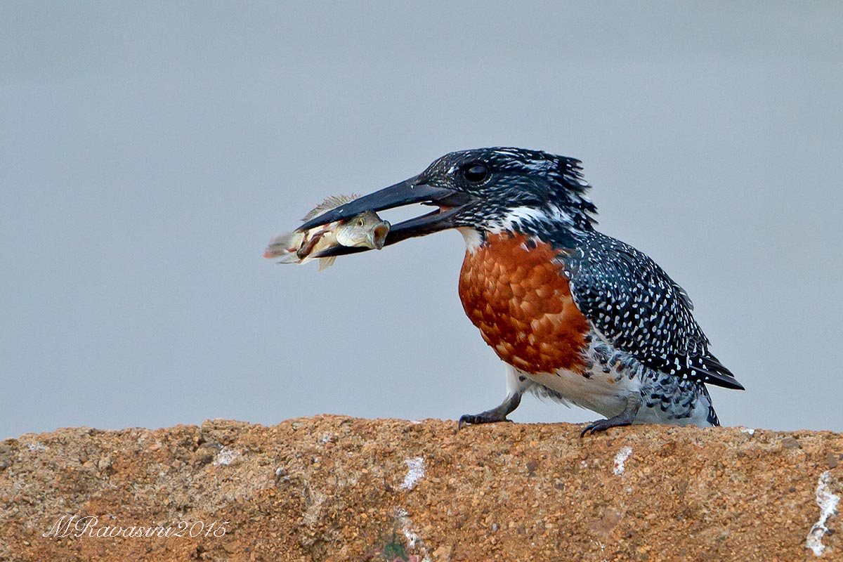 Giant Kingfisher with prey