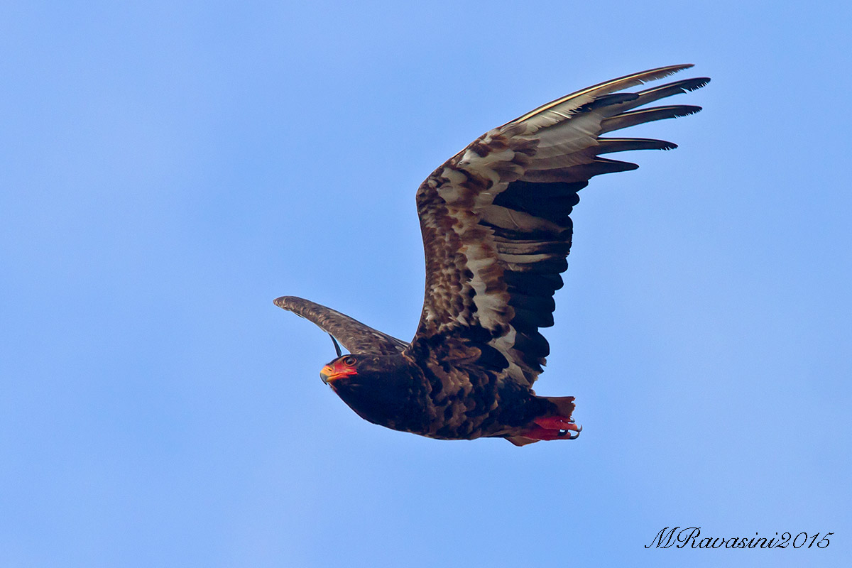 Bateleur subadult