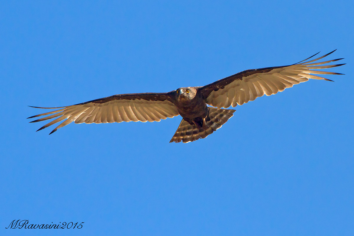 brown-snake-eagle in flight