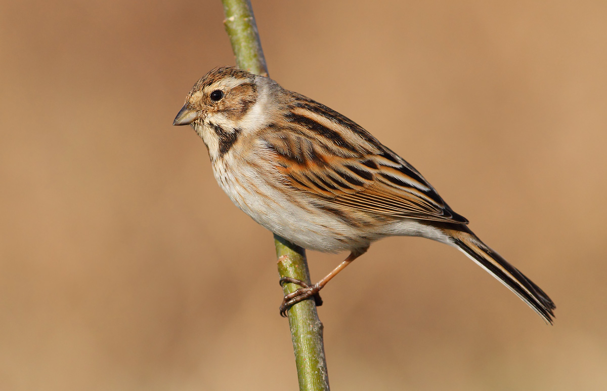 Reed Bunting