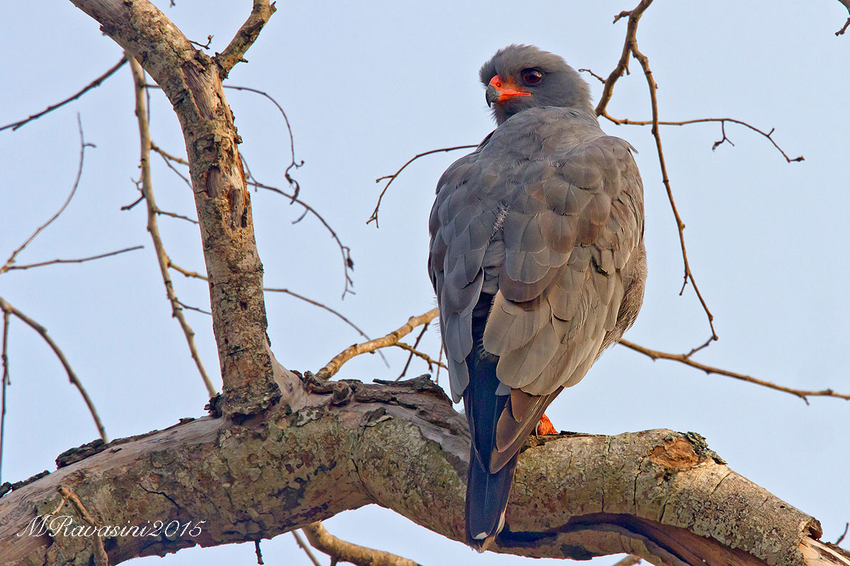 Dark-chanting-goshawk perching