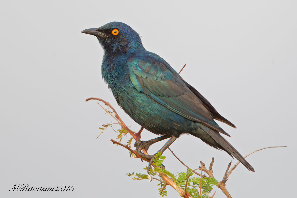 Greater-blue-eared-starling-