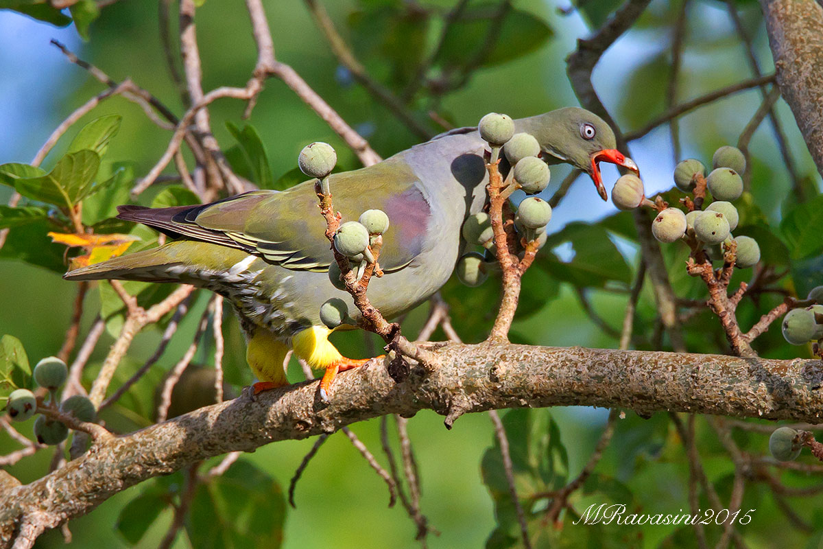 Green pigeon feeding on Fig Tree