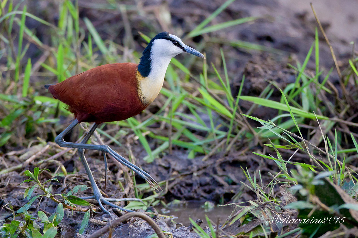 African Jacana