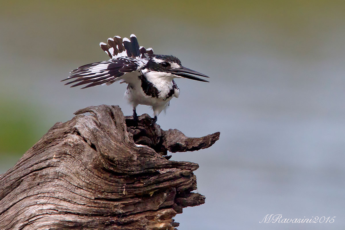Pied Kingfisher