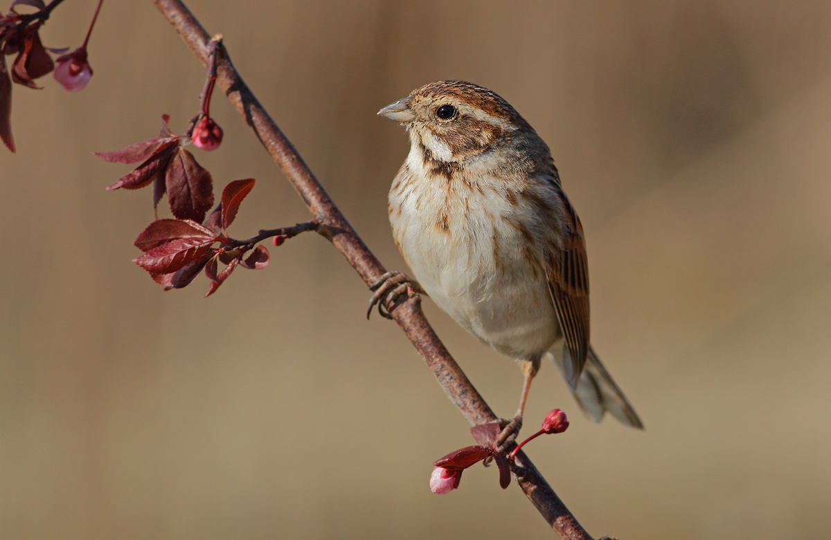 Reed Bunting