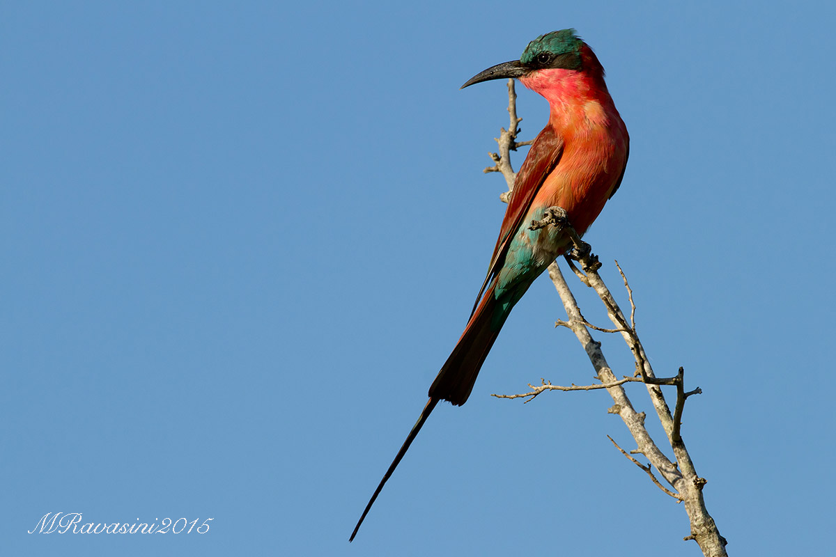 Southern carmine bee-eater