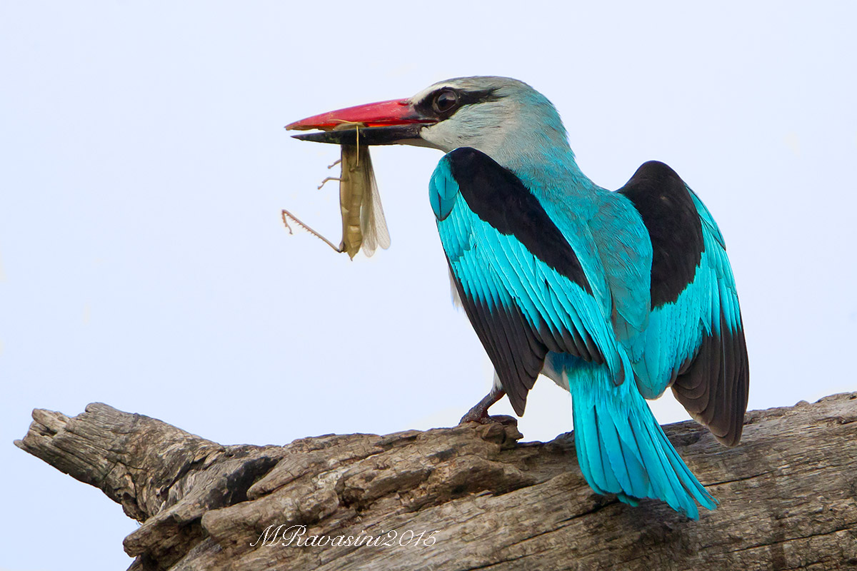 Woodland-kingfisher with a Locust