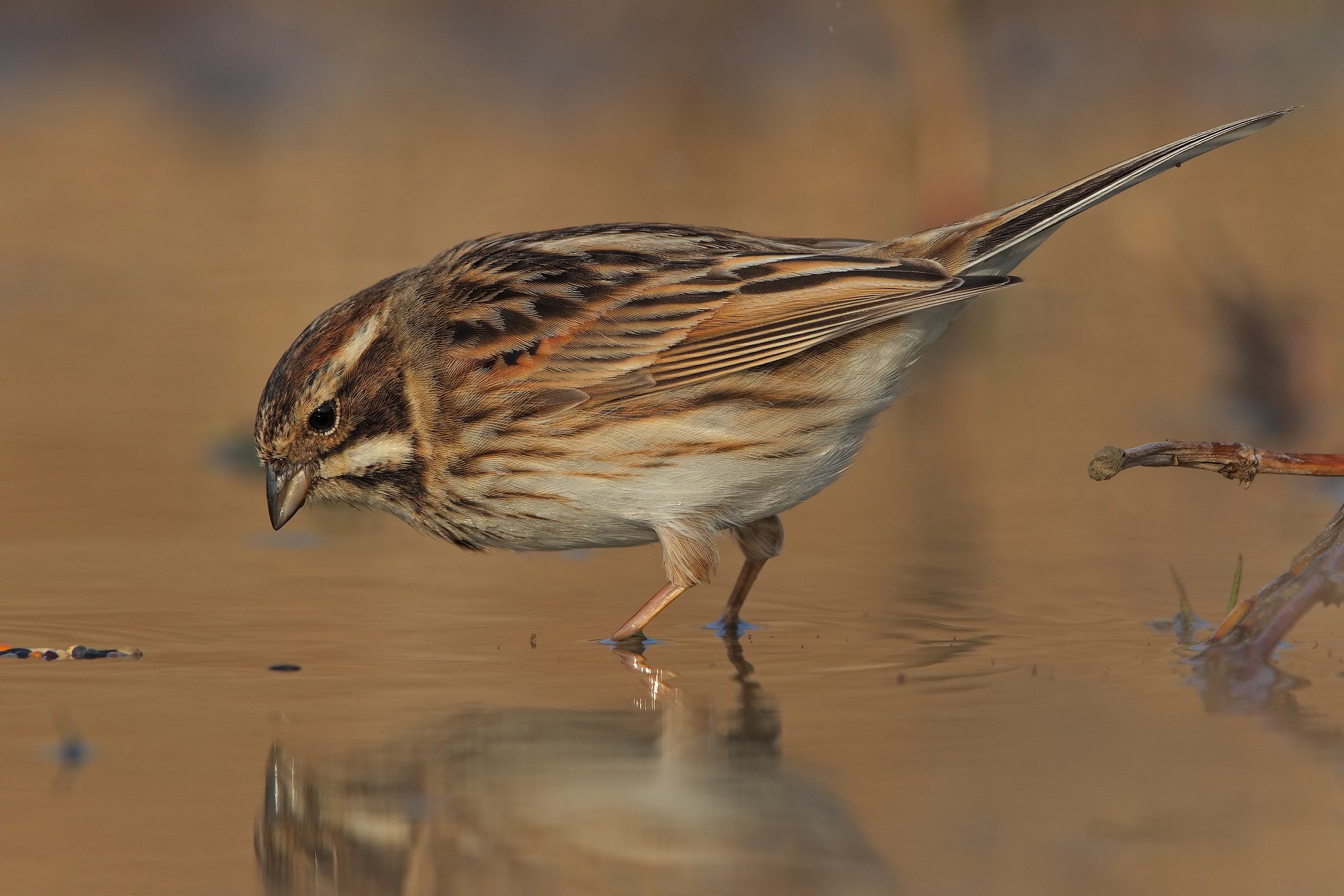 Migliarino di palude