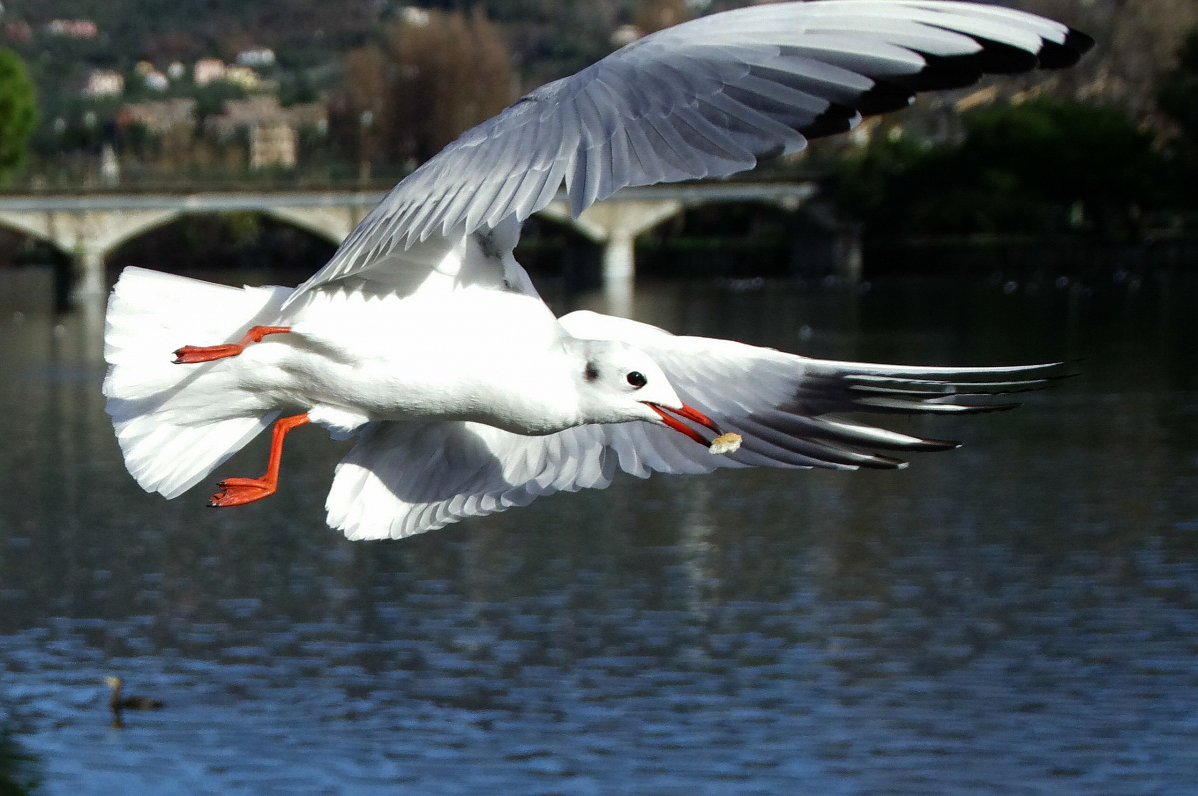 seagulls in flight