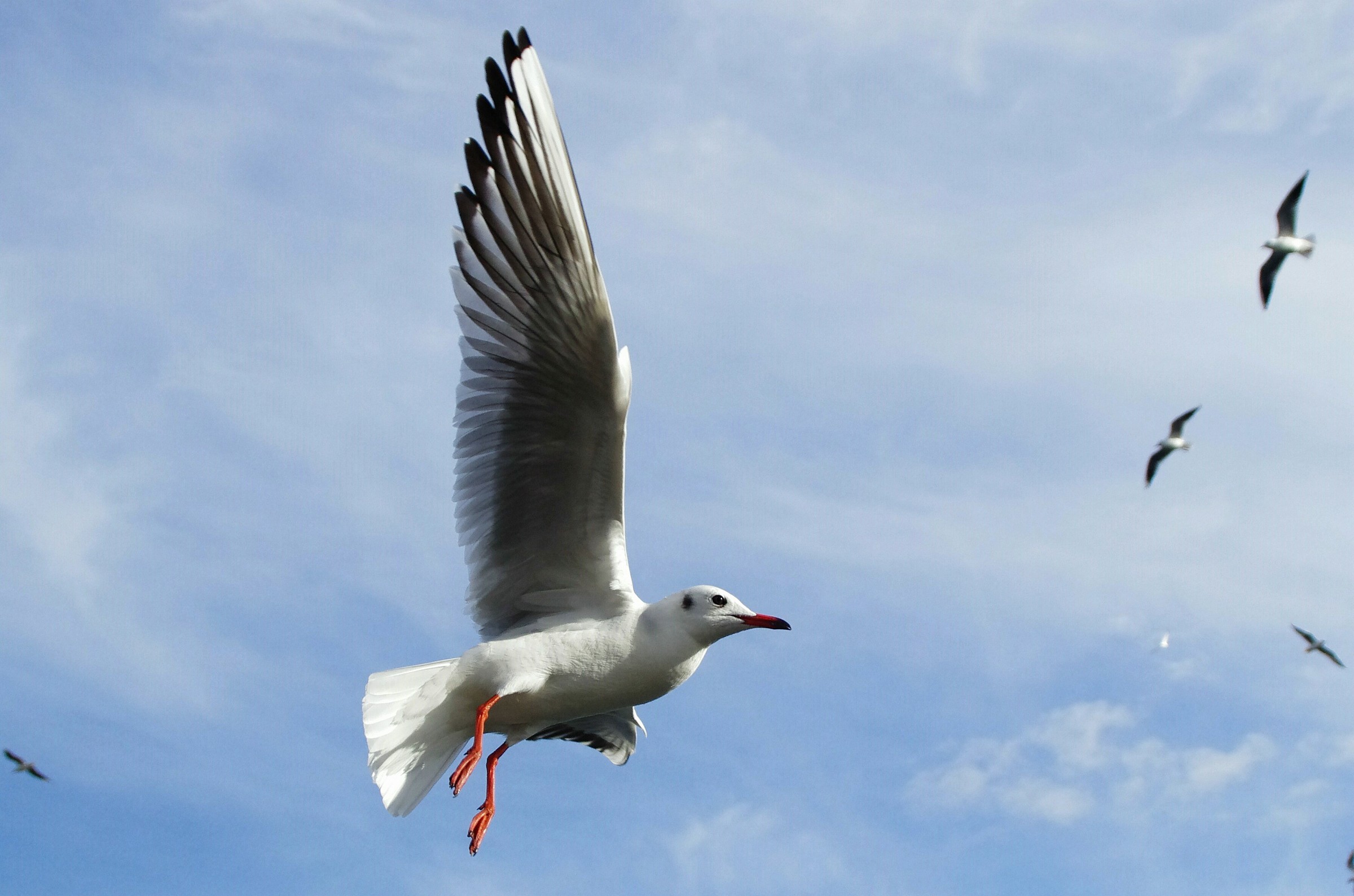 seagulls in flight