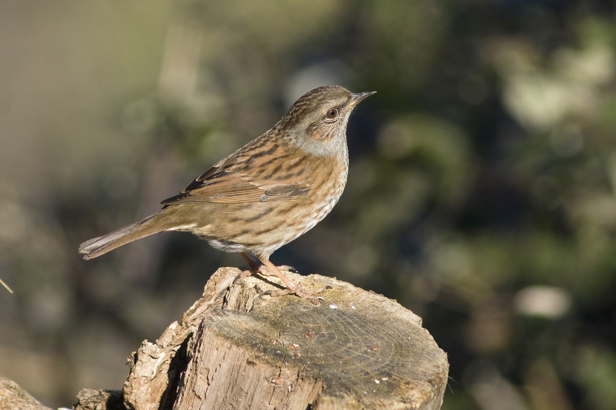 Dunnock