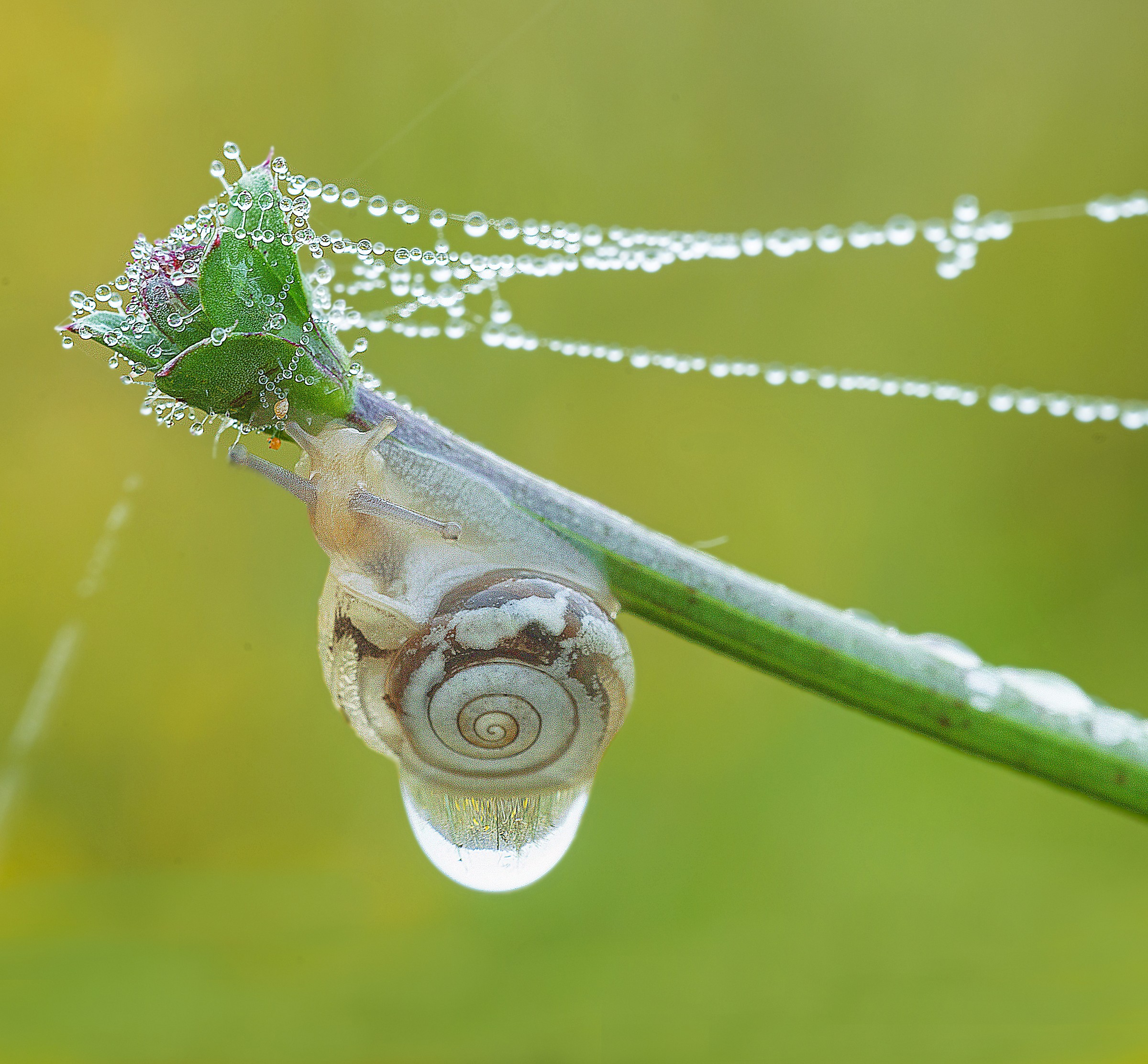 the water, the life force