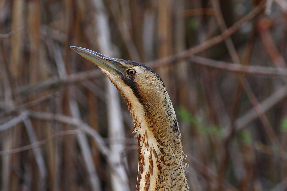 Taraburo Primo Piano