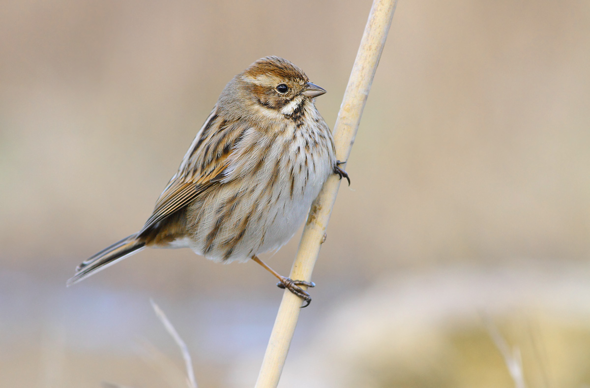 Reed Bunting