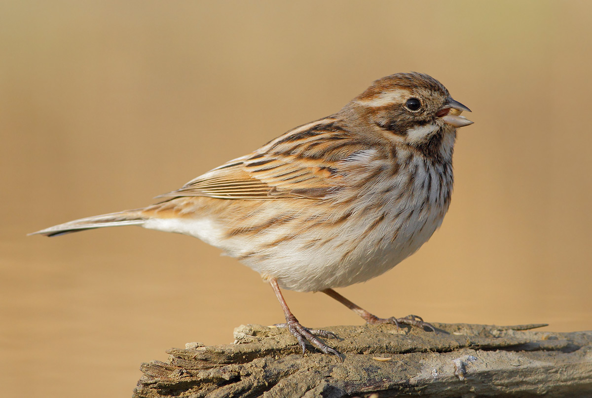Reed Bunting