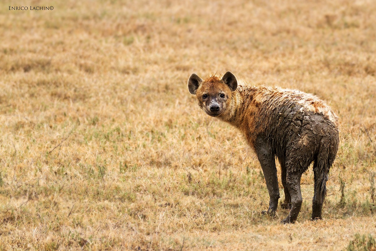 Hyena (Hyena)