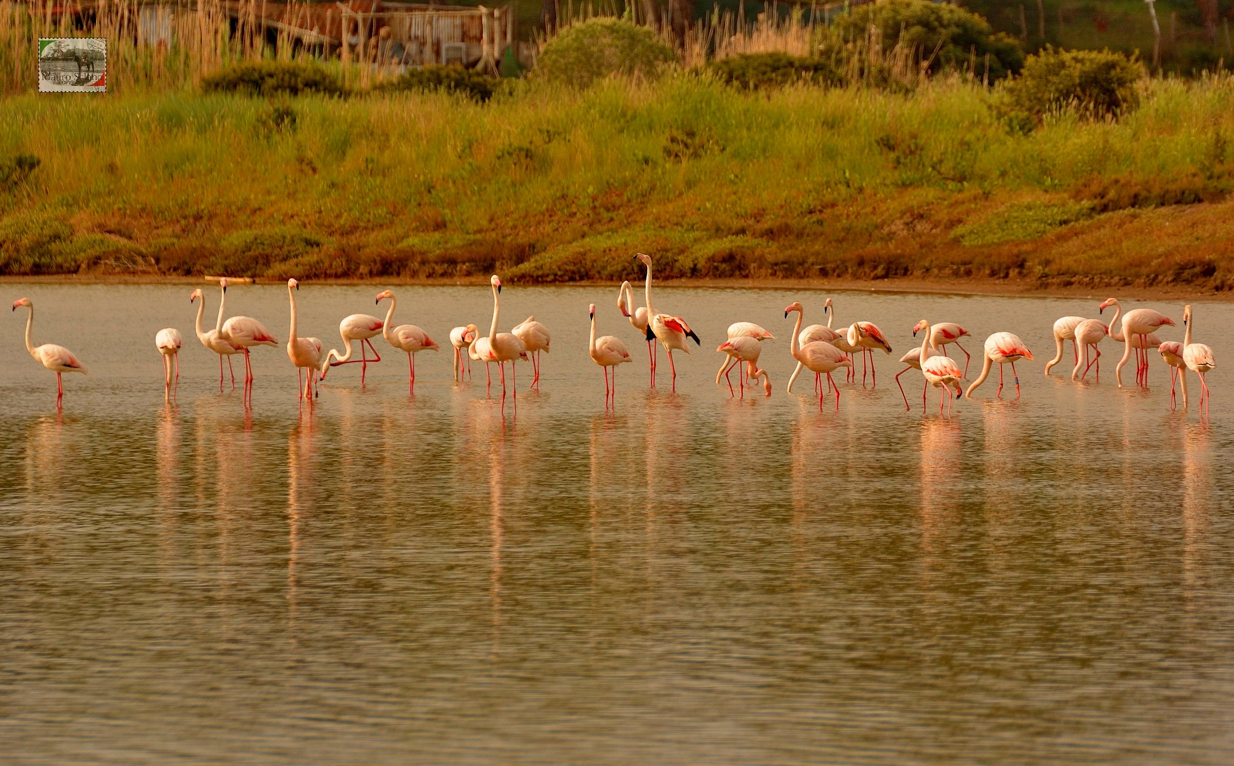 Flamingos