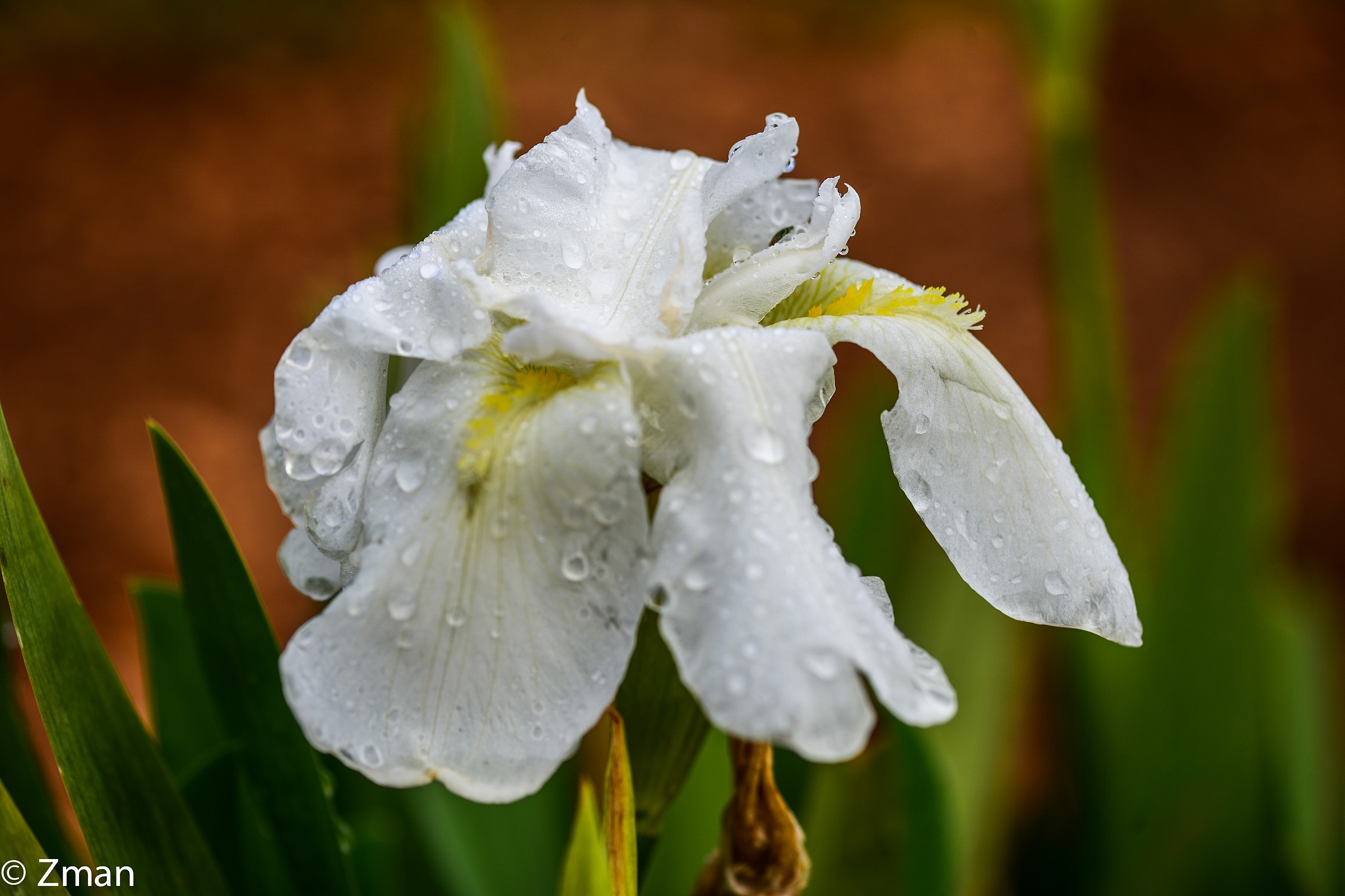 White Lilly