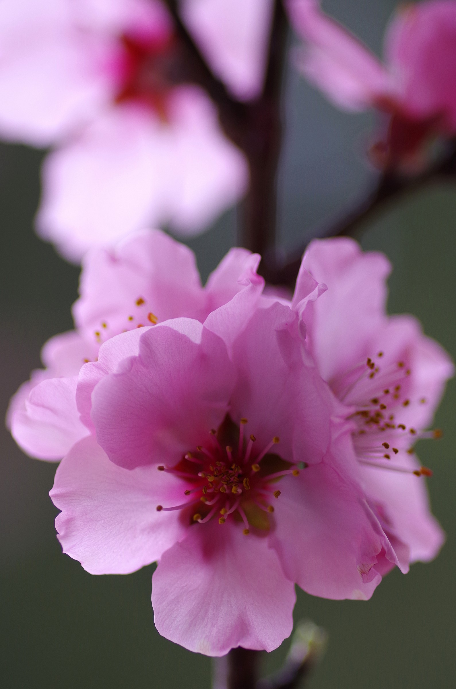 almond blossoms