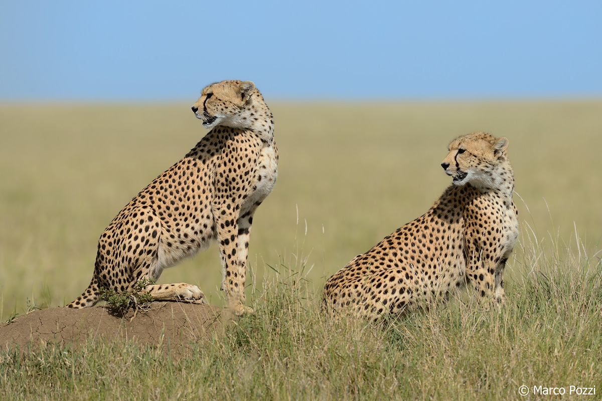 Glimpses into the savannah