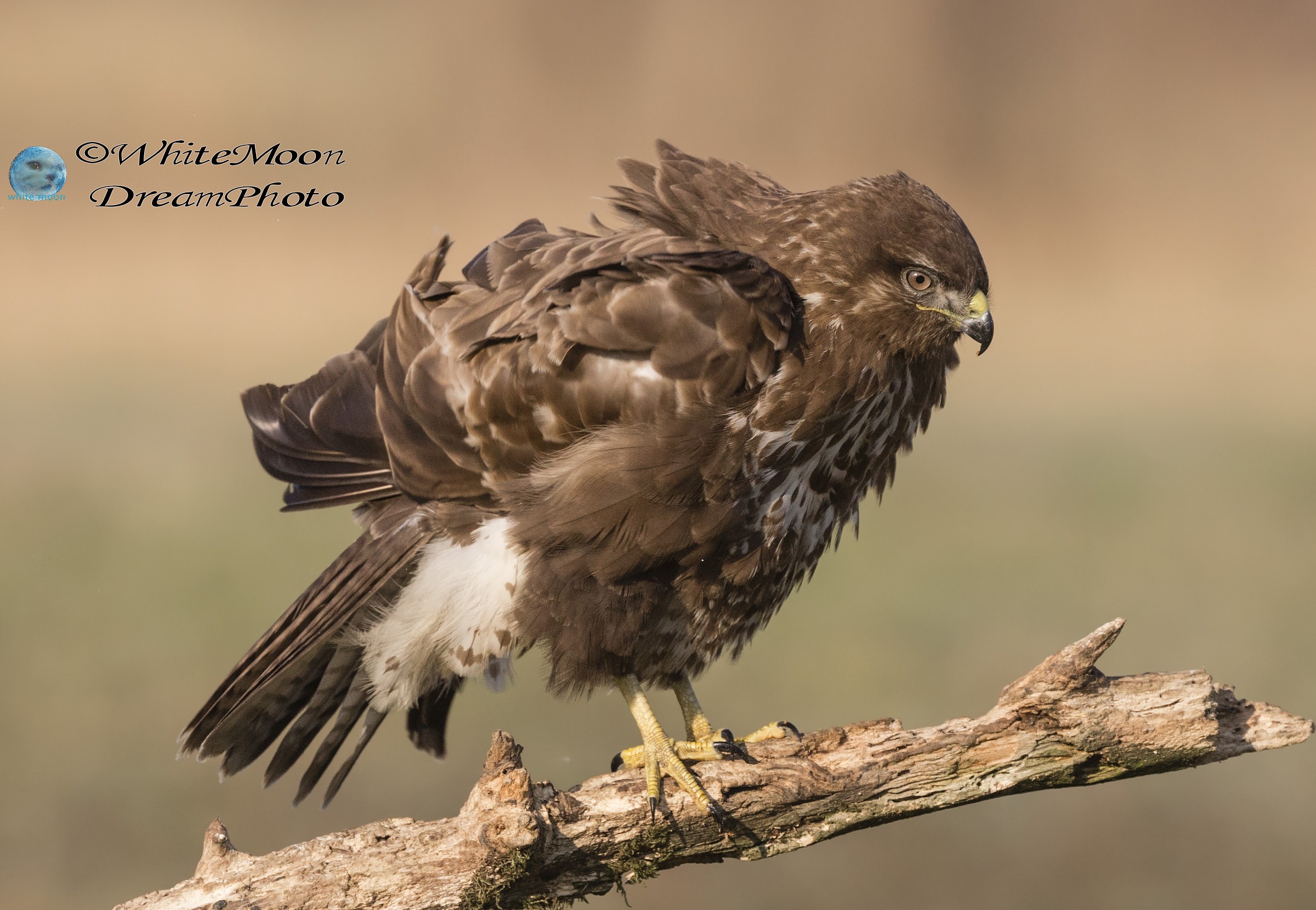 Alla scoperta della poiana