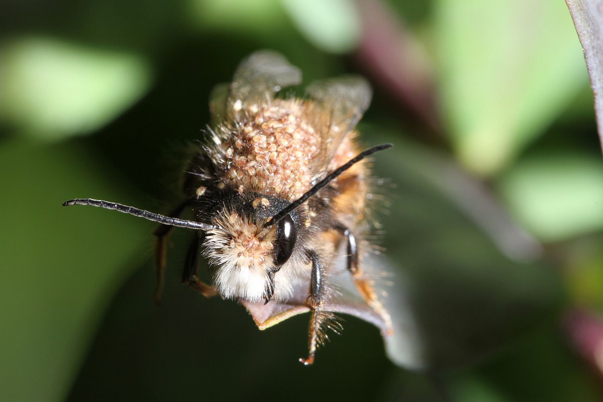 Apis mellifera con parassiti 1