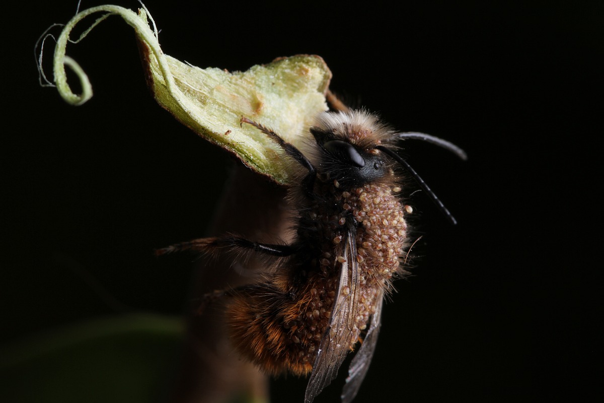 Apis Mellifera con parassiti 2