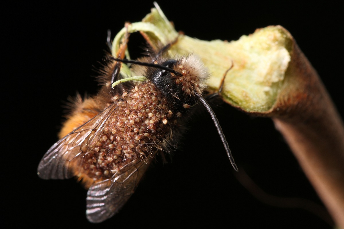 Apis mellifera con parassiti 3