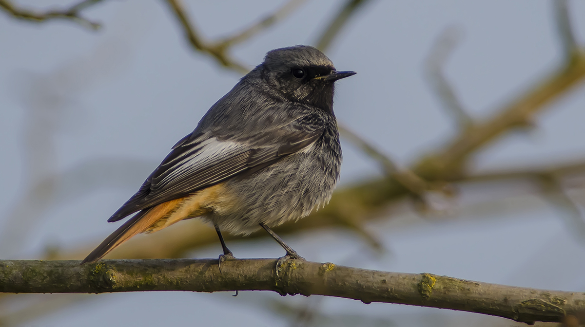 Redstart Sweeps