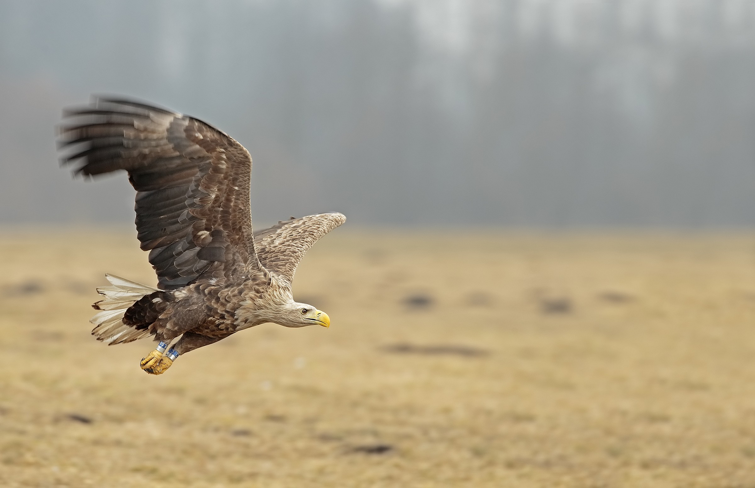 Aquila di mare coda bianca