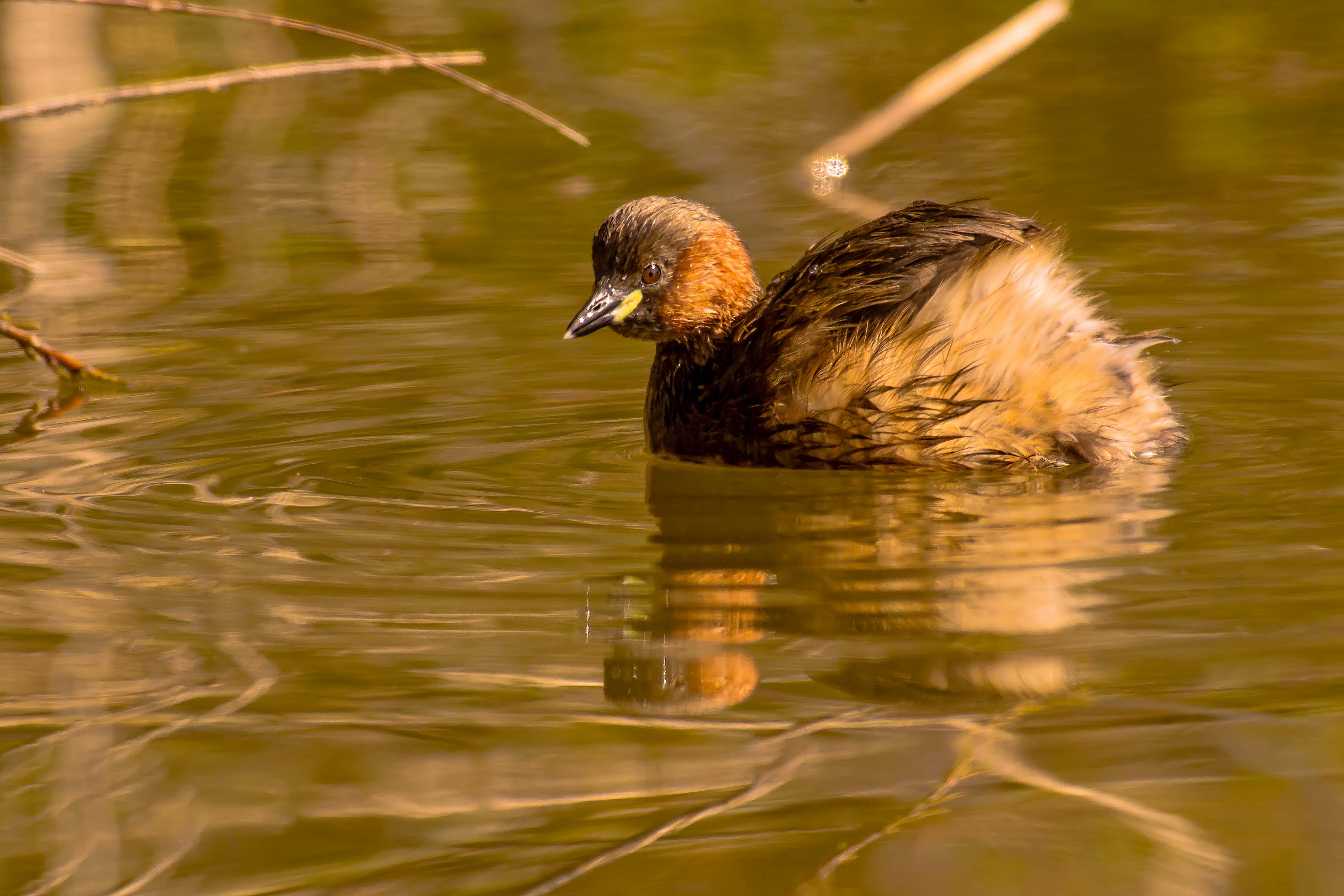 Little Grebe