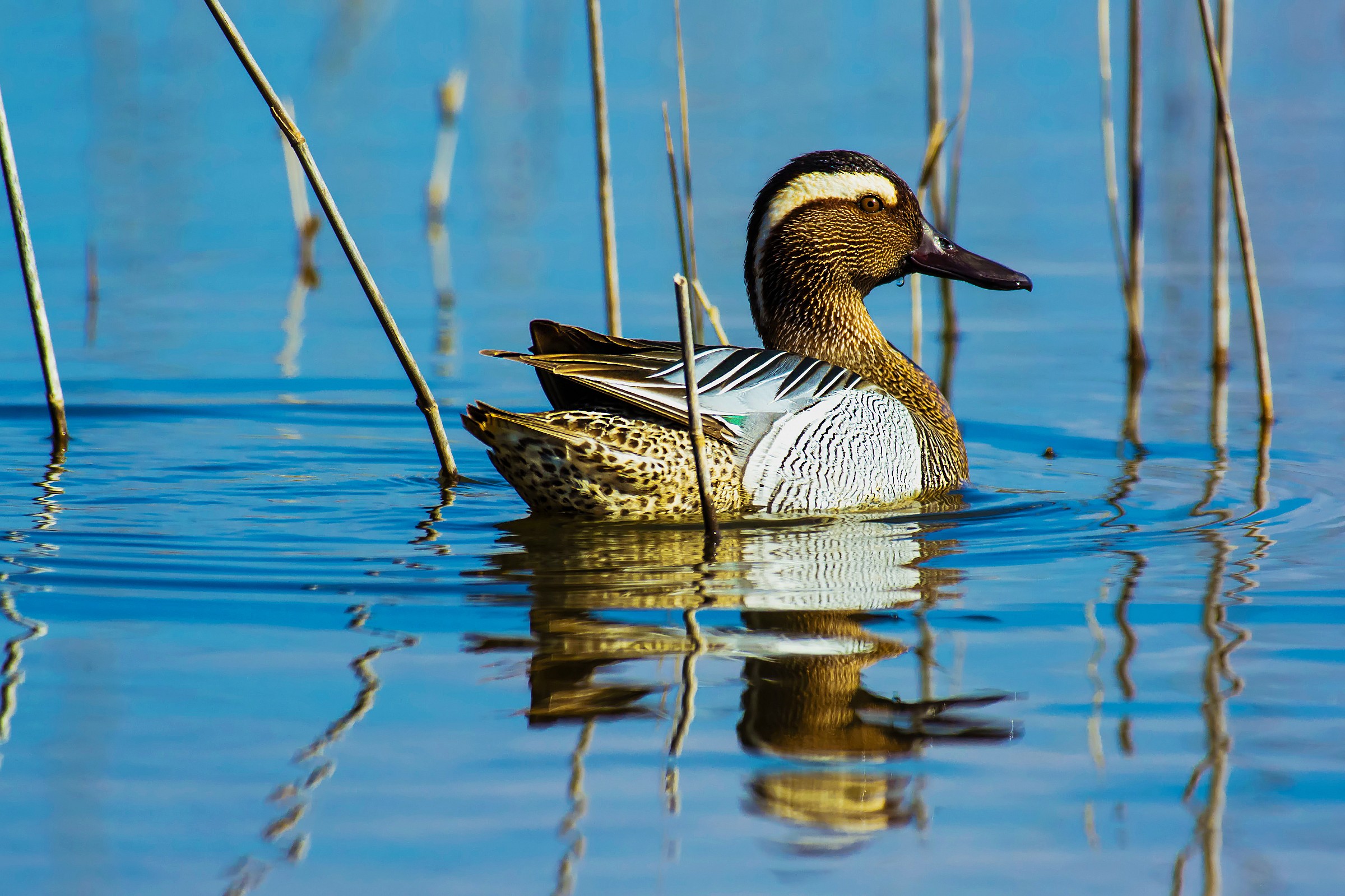 Garganey