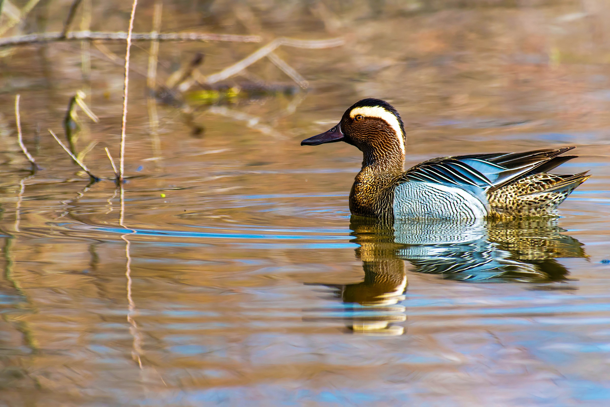 Garganey