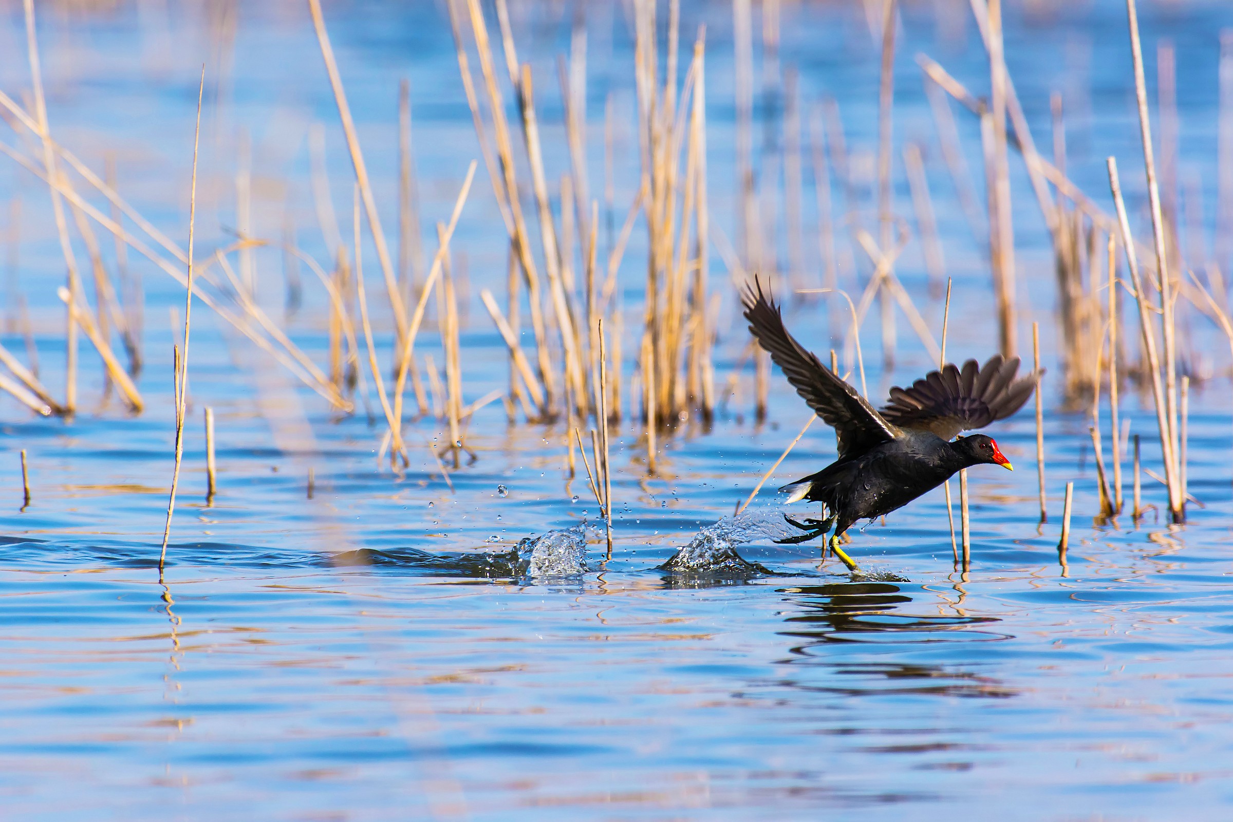 The stroke of the hen