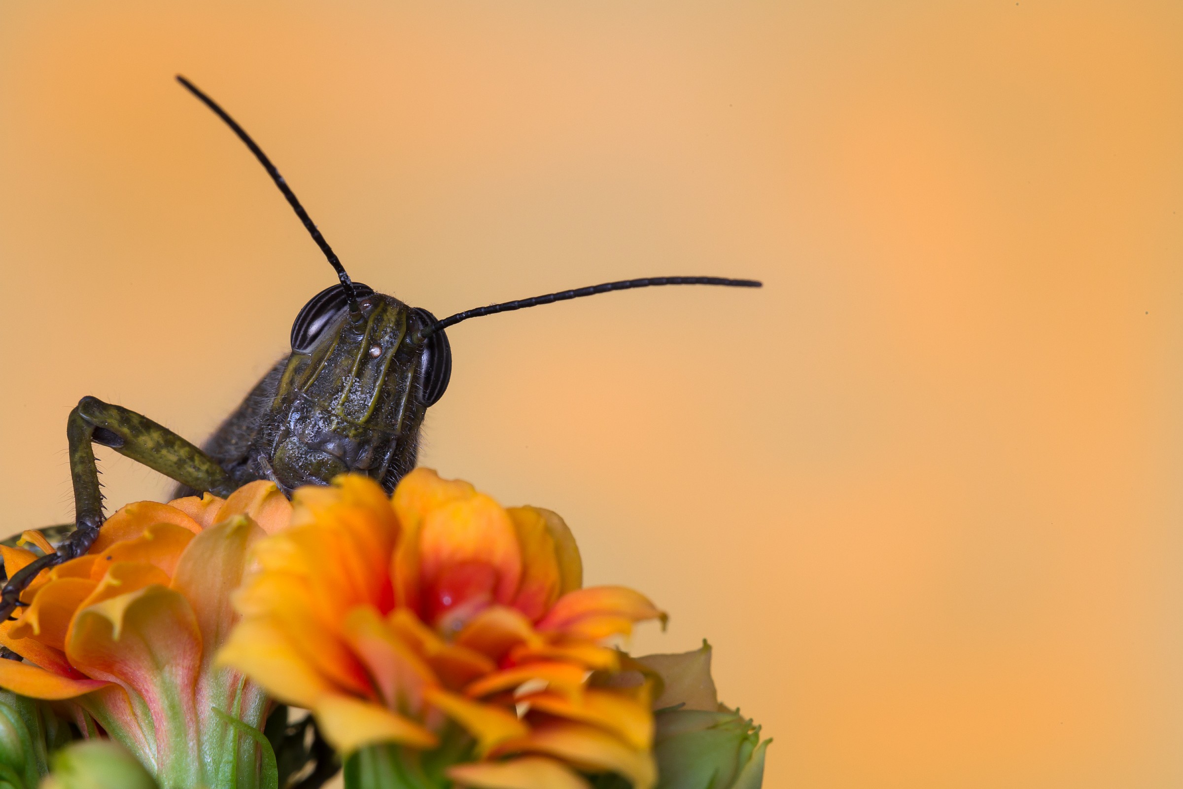 Grasshopper