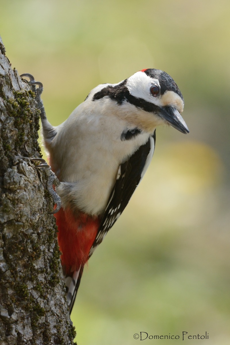 Picchio rosso maggiore