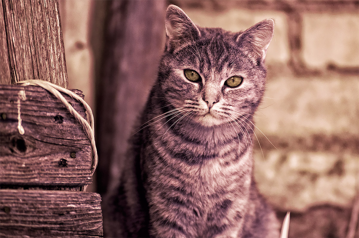 Sbucata dalla legnaia