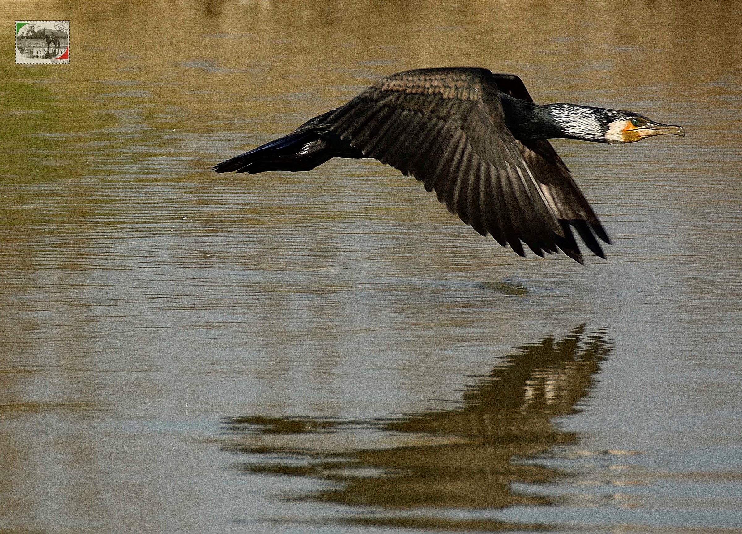 Cormorant