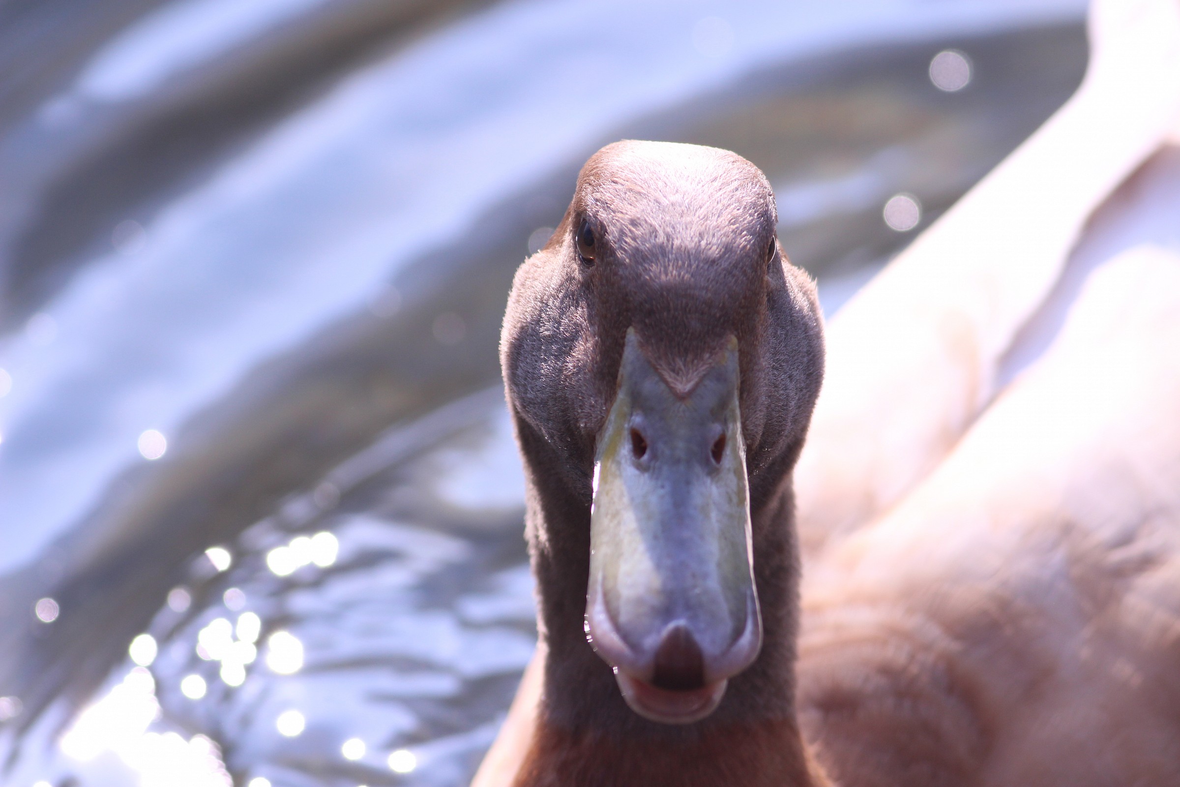 ritratto all' anatra