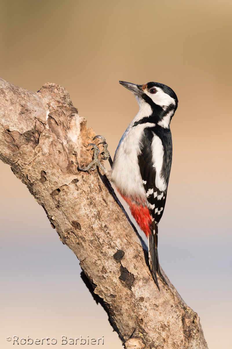 Portrait classic .....