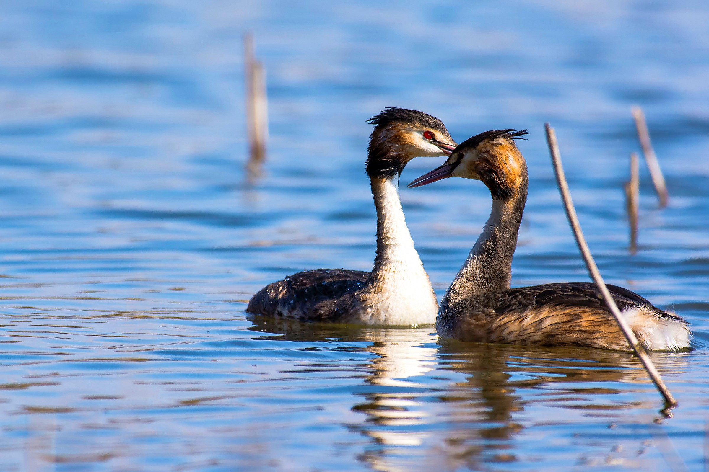 Grebes in love