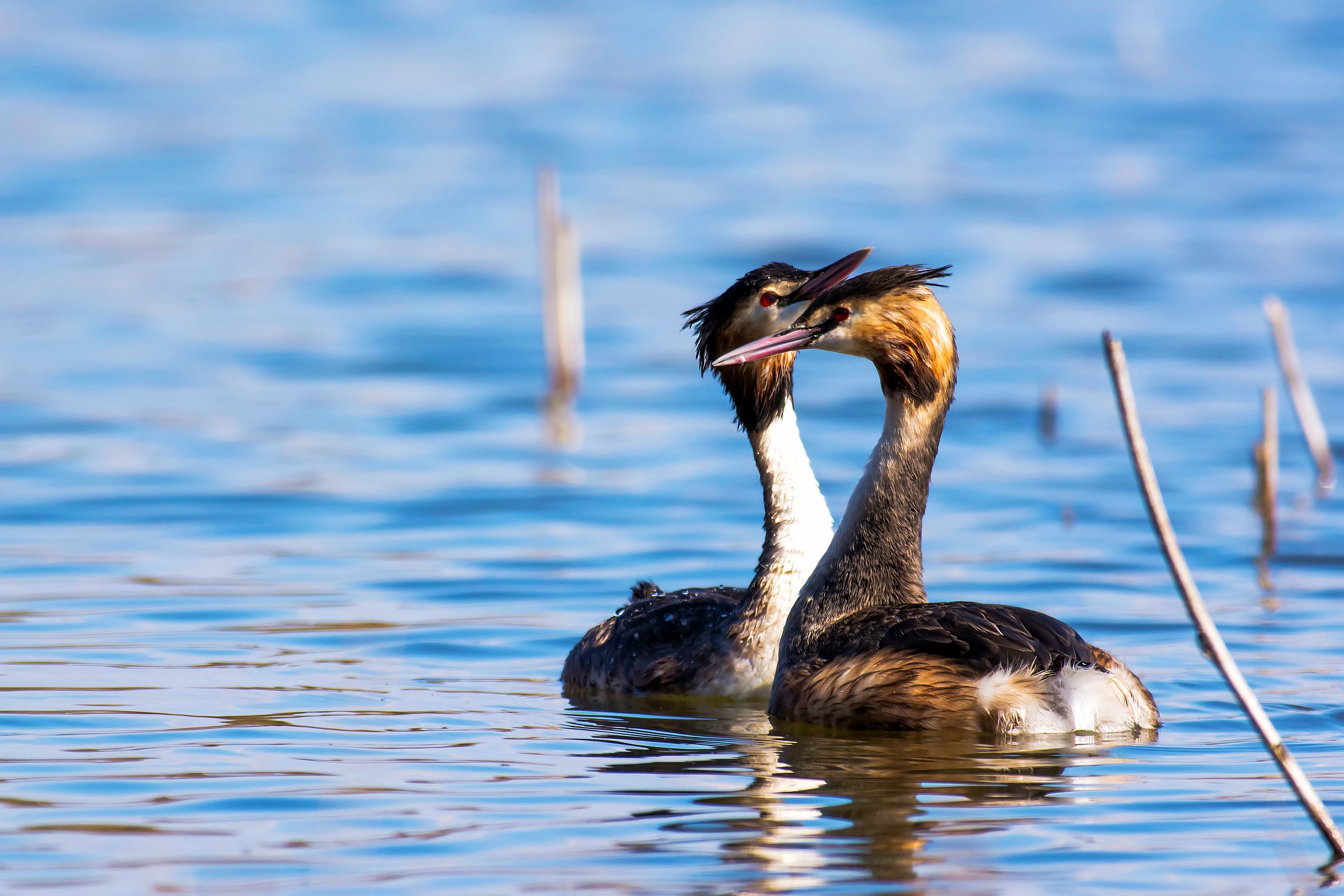 Grebes in love