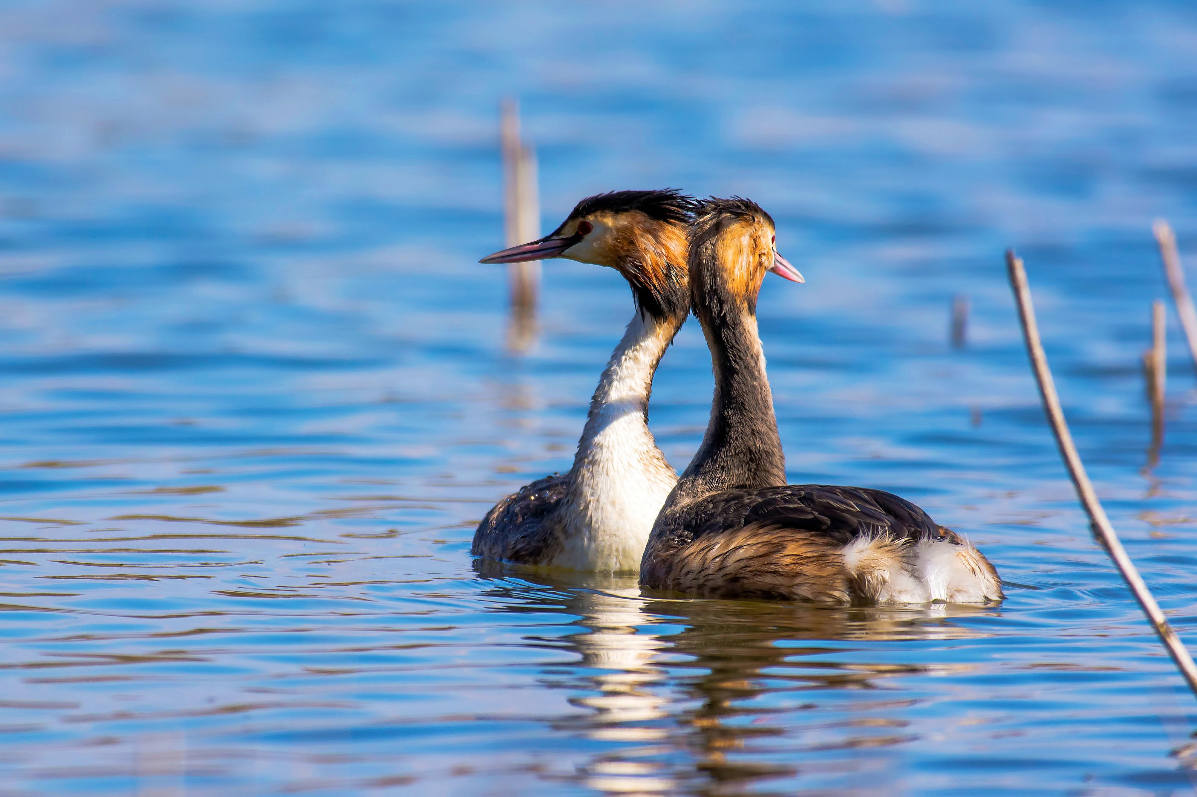 Grebes in love