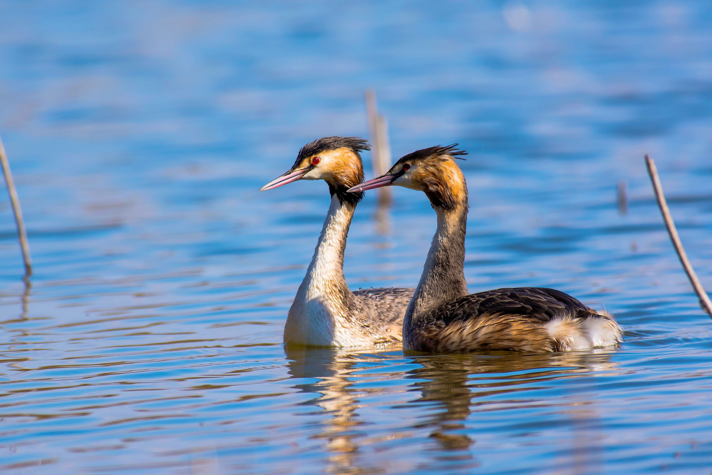 Grebes