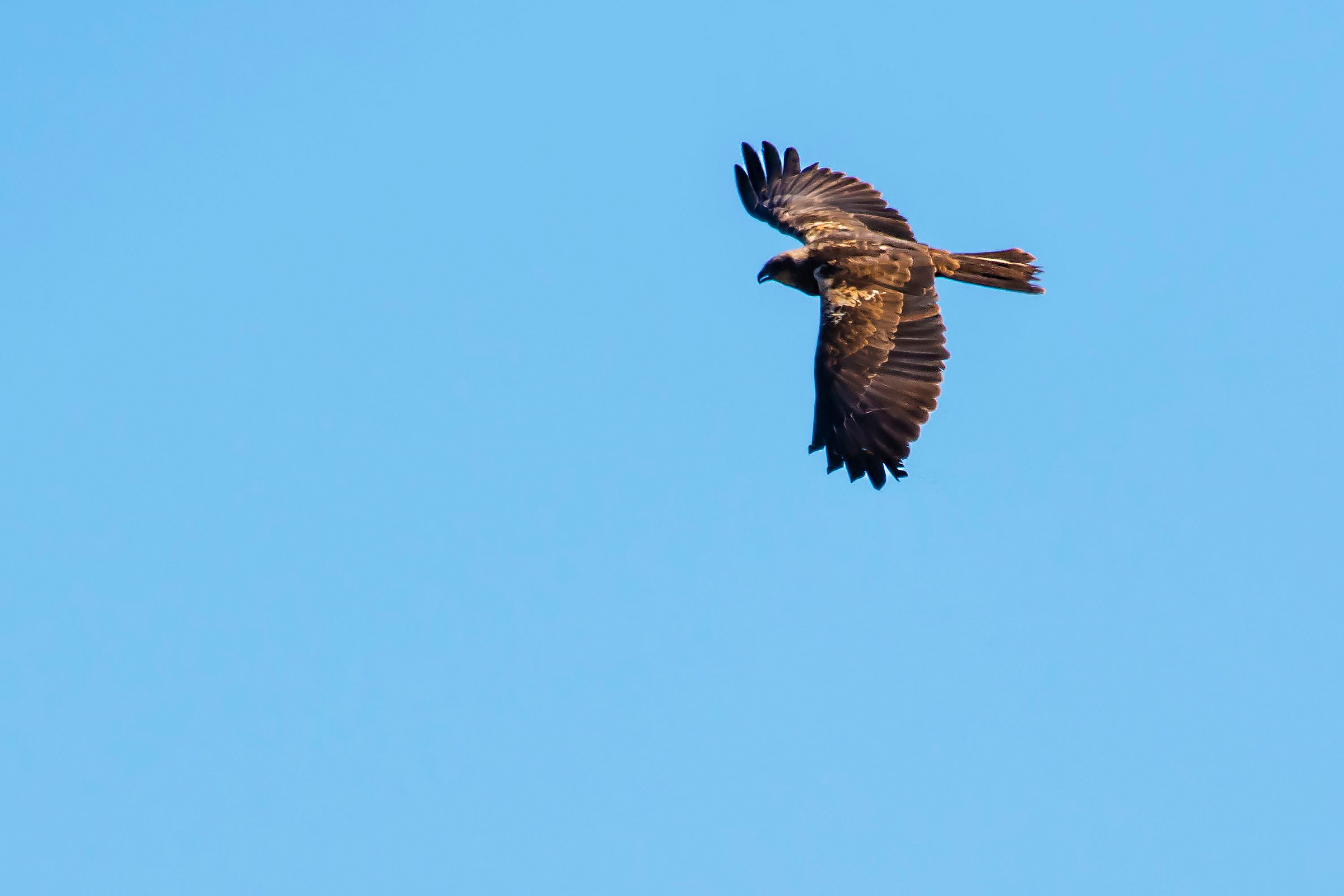 Marsh Harrier