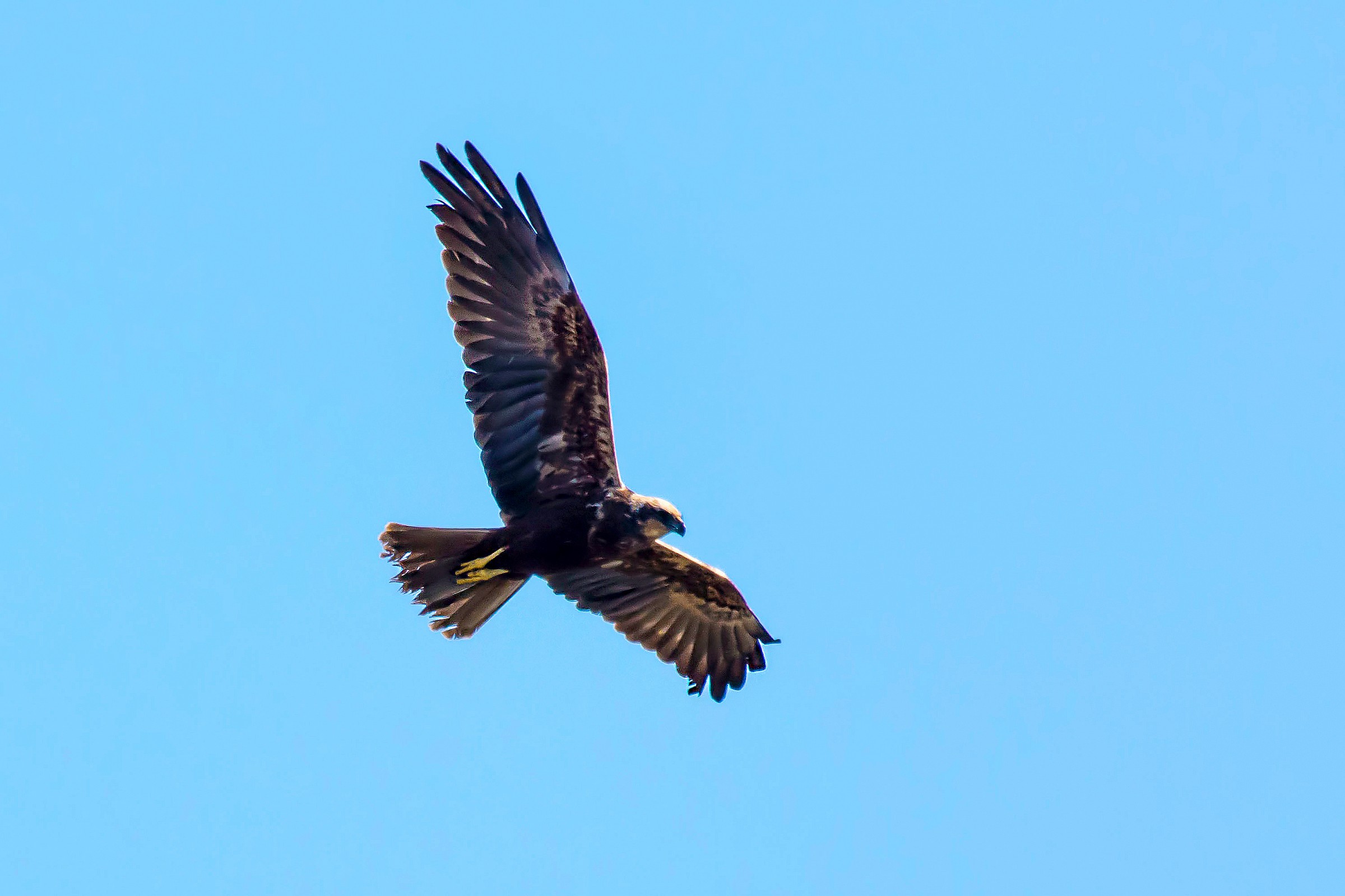 Marsh Harrier