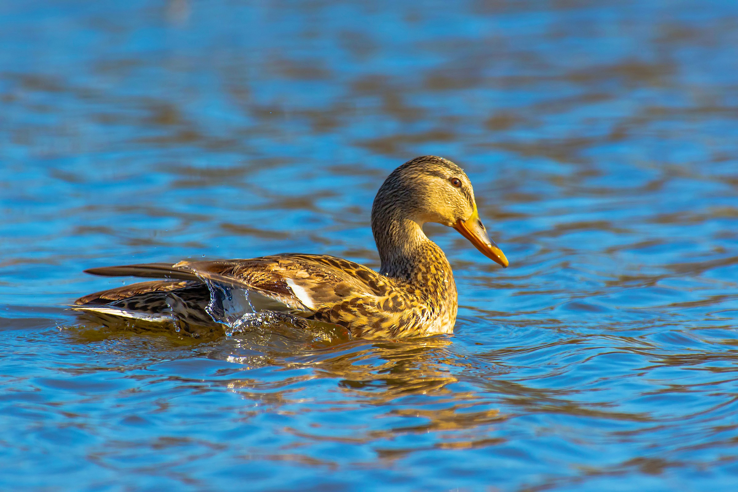 Garganey F.